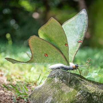 Sitter- Luna Moth