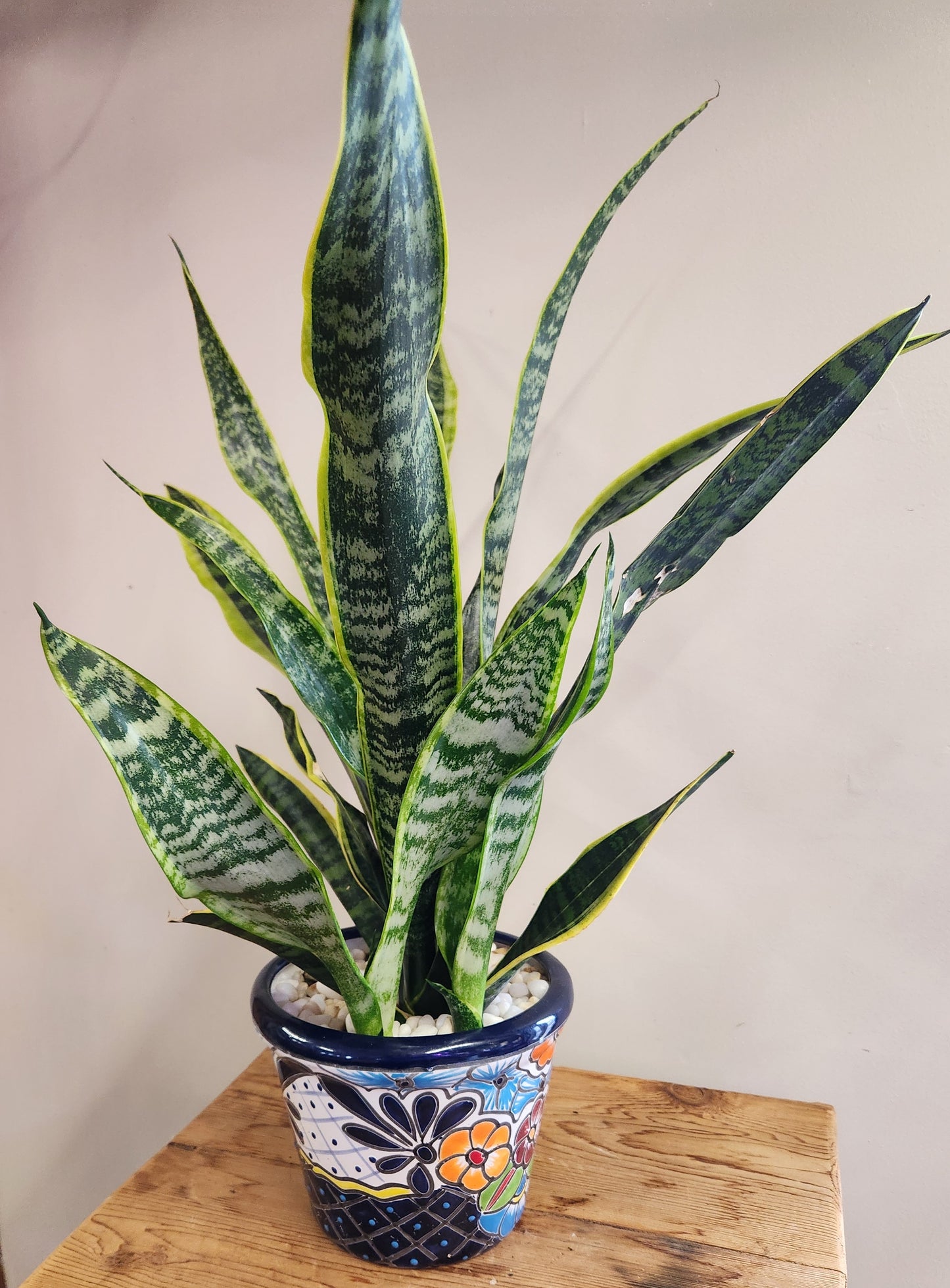 Sansevieria laurentii