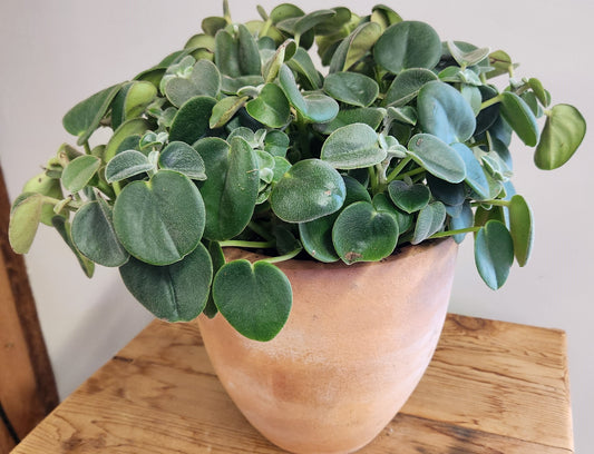 Designer Planting- Peperomia