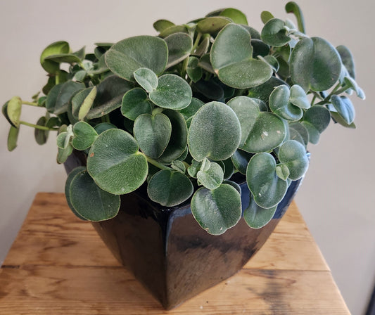 Designer Planting- Peperomia