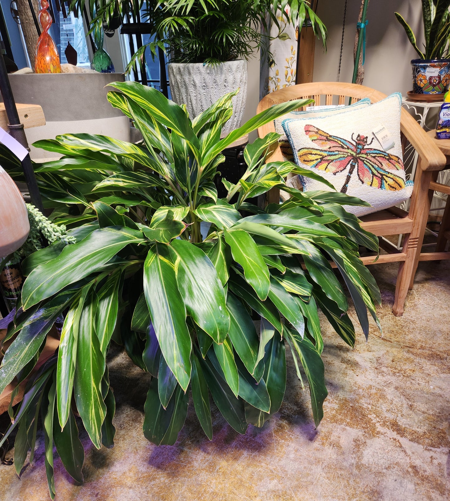 Designer Planting- Alpinia