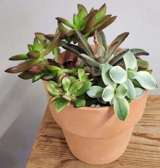 Designer Planting- Succulents, Terra Cotta Pot