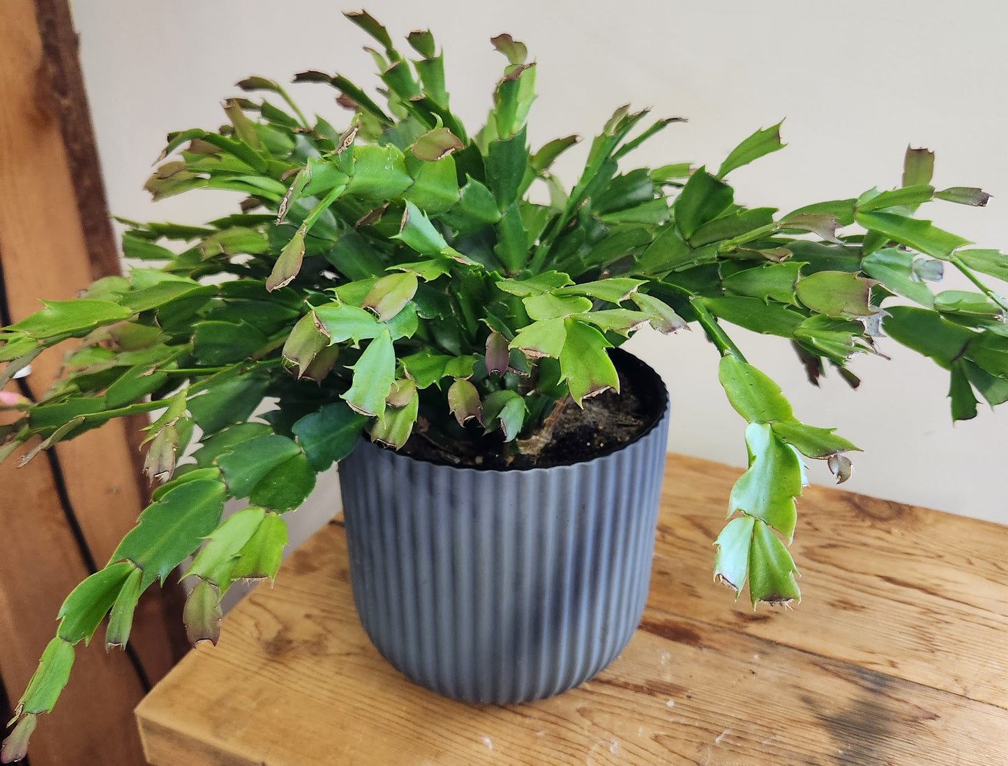 Designer Planting- Xmas Cactus