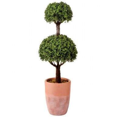 Faux, Boxwood 2-Dome