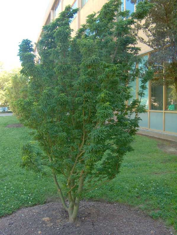 Acer palmatum 'Shishigashira'