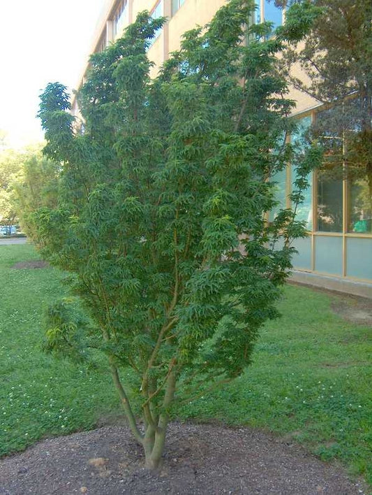 Acer palmatum 'Shishigashira'