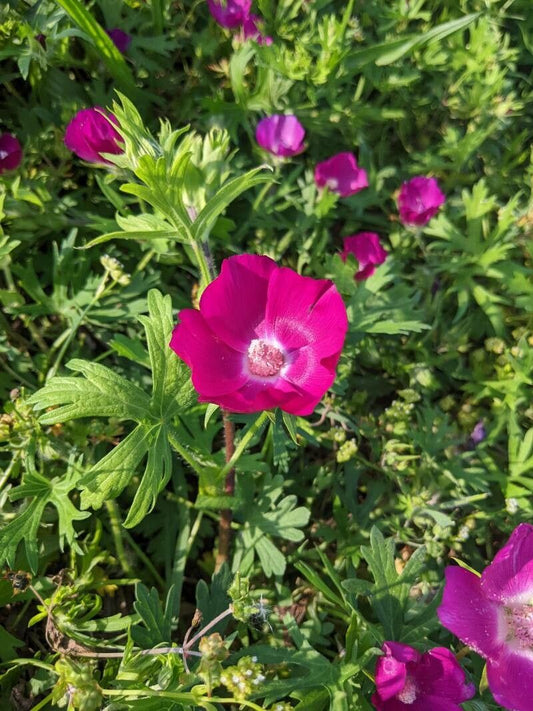 Poppy Mallow, Purple (Callirhoe)