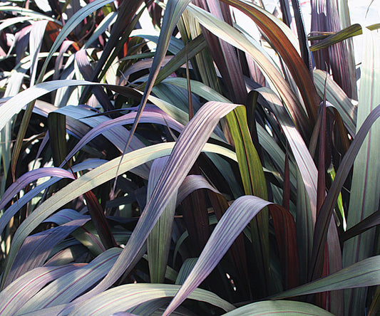Grass, Purple Fountain 'Vertigo' (Pennisetum)