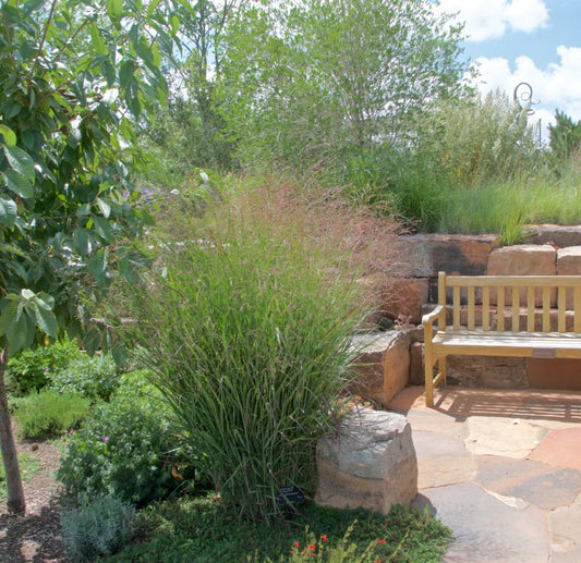 Switchgrass 'Shenandoah' (Panicum)