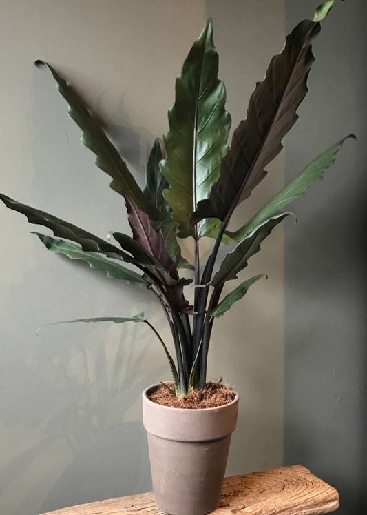 Alocasia lauterbachiana 'Purple Sword'