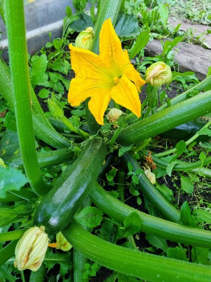 Cucurbita pepo