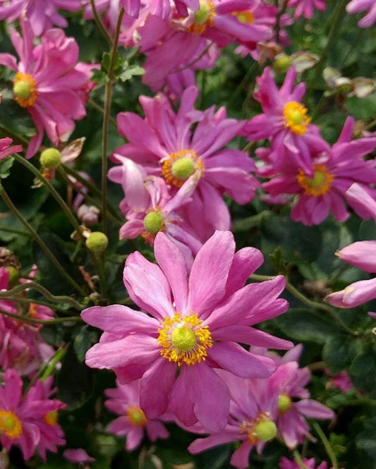 Anemone hupehensis var. japonica 'Pamina'