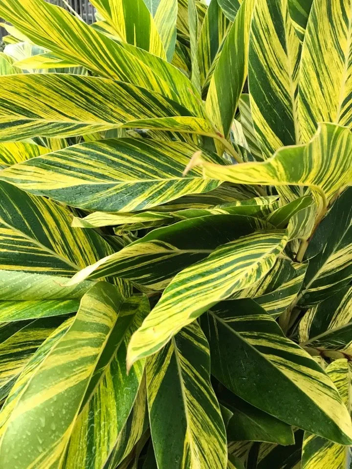 Alpinia zerumbet 'Variegata