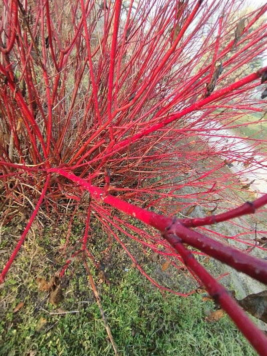 Cornus sericea 'Arctic Fire'