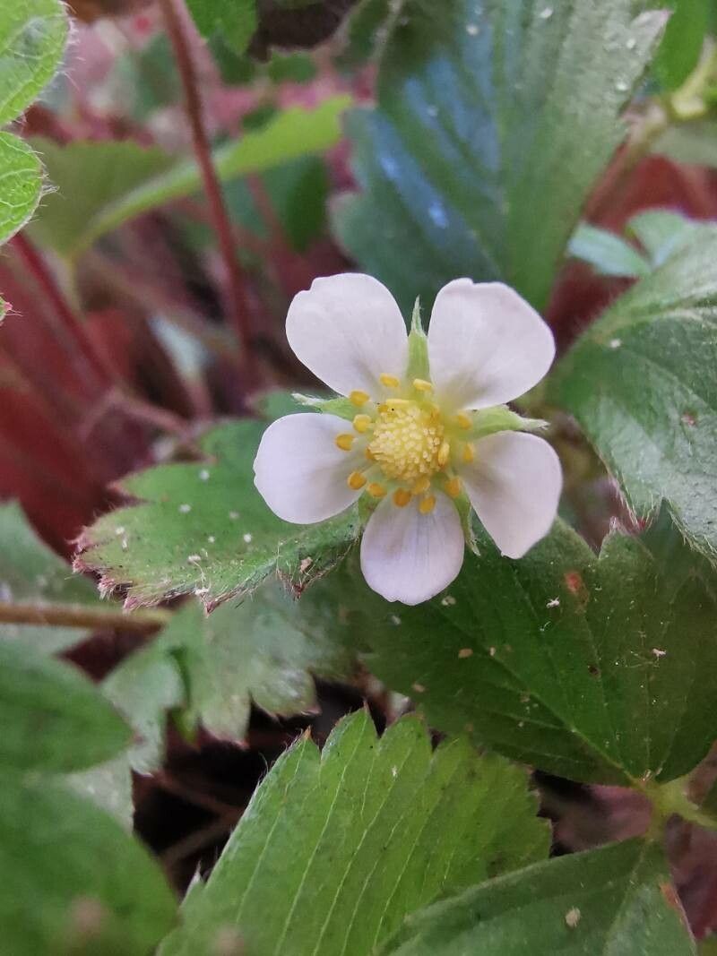 Fragaria x ananassa 'Eversweet'