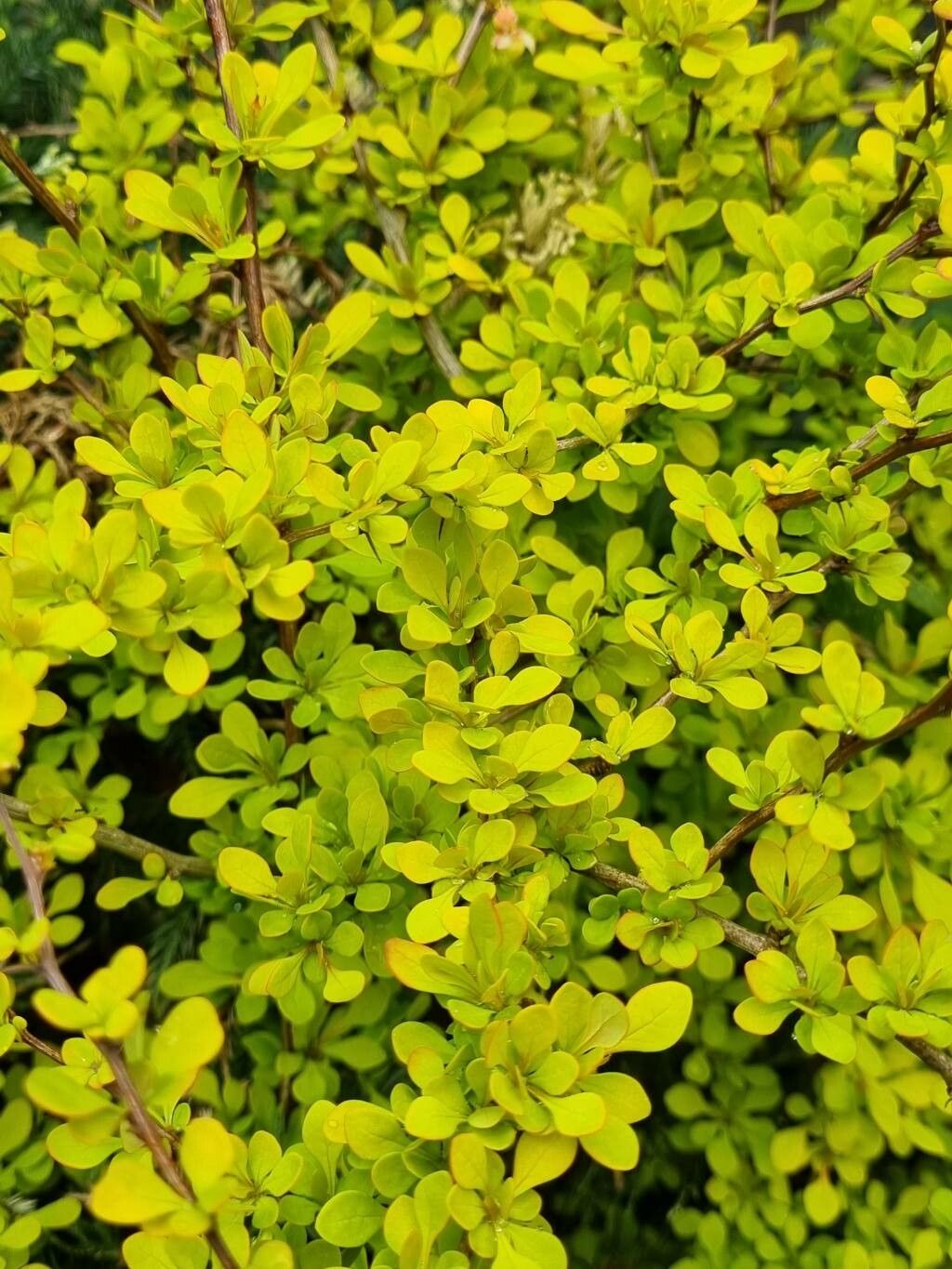 Berberis thunbergii 'Golden Nugget'