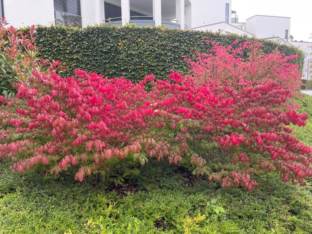 Burning Bush, Miniature 'Chicago Fire' (Euonymus)