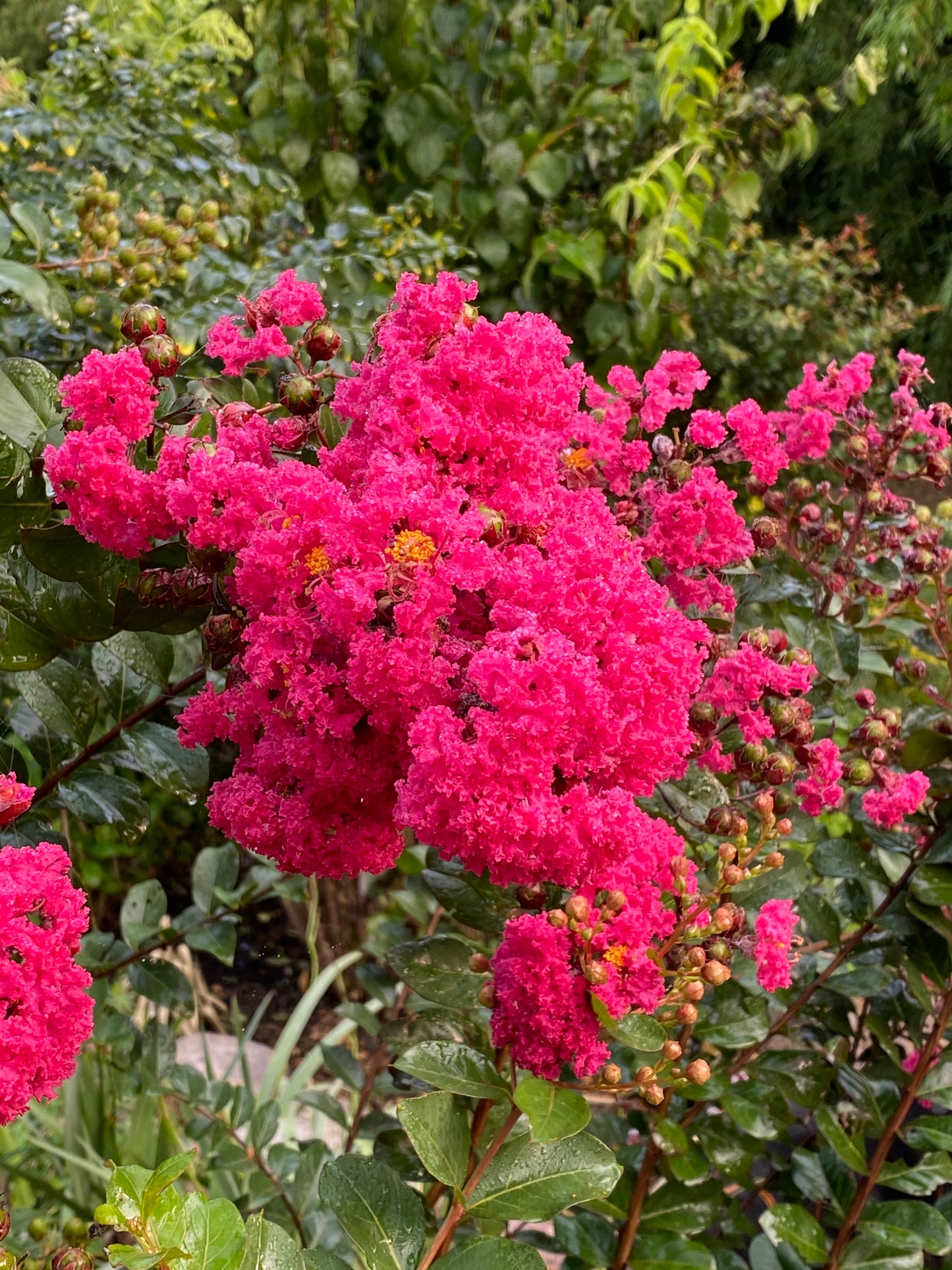 Lagerstroemia 'Raspberry Sundae'