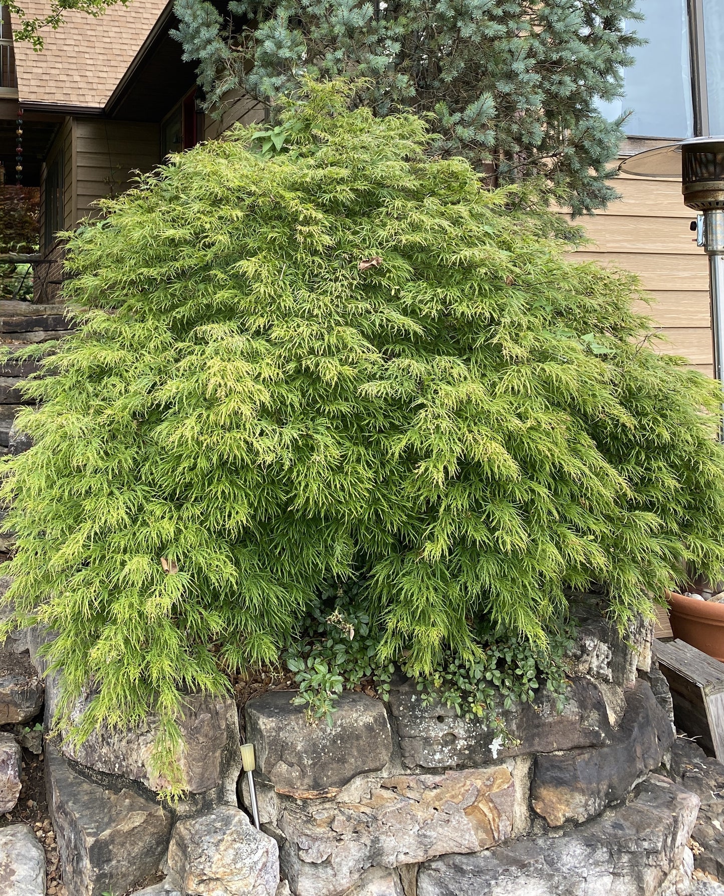 Acer palmatum var. dissectum 'Waterfall'