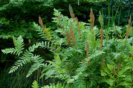 Osmunda regalis 'Purpurascens'