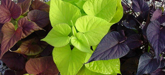 Ipomoea batatas