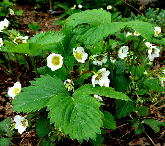 Fragaria x ananassa