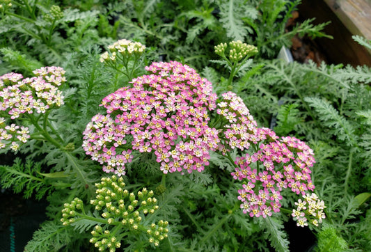 Achillea 'Milly Rock Rose'