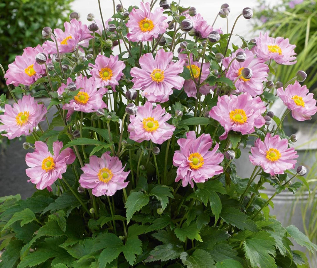 Anemone hupehensis 'Pocahontas'