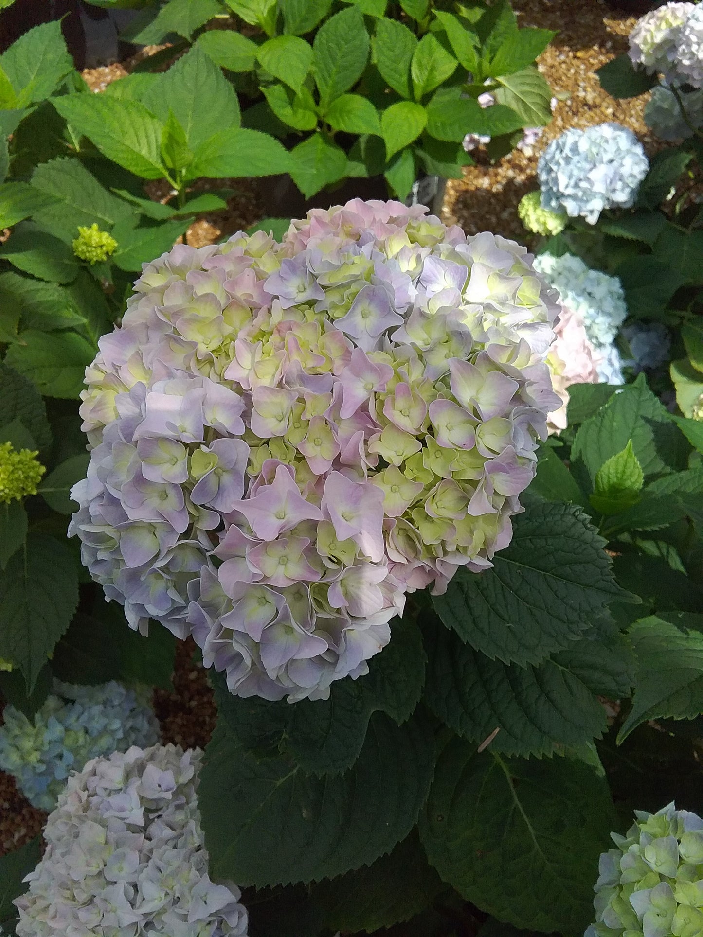 Hydrangea macrophylla 'Nikko Blue'