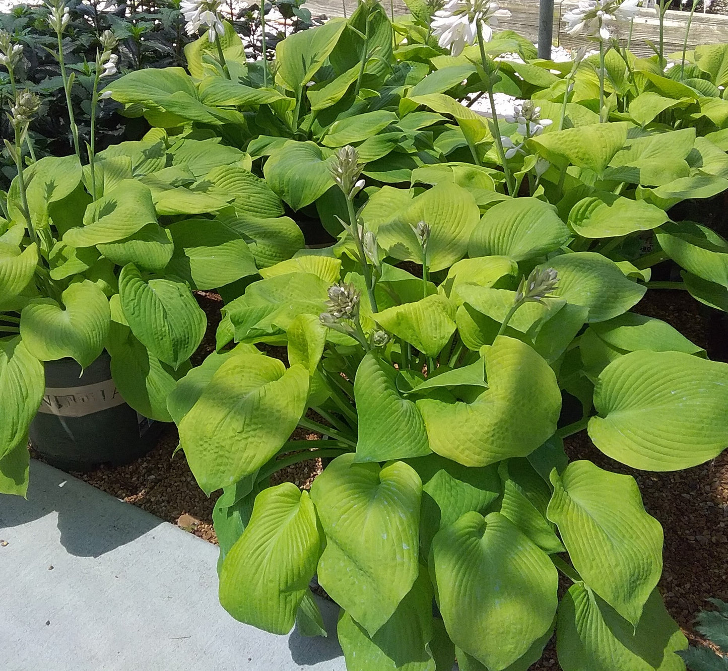 Hosta 'Rosedale Golden Goose'