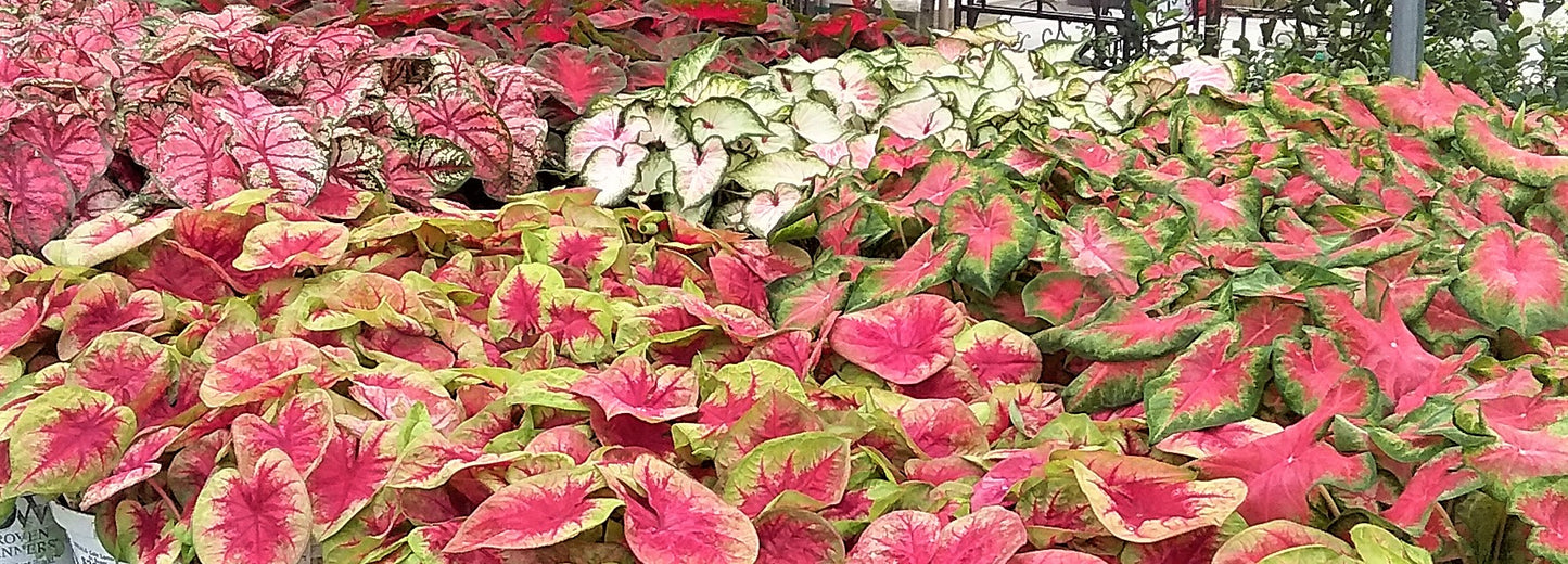 Caladium bicolor (Sun Varieties)