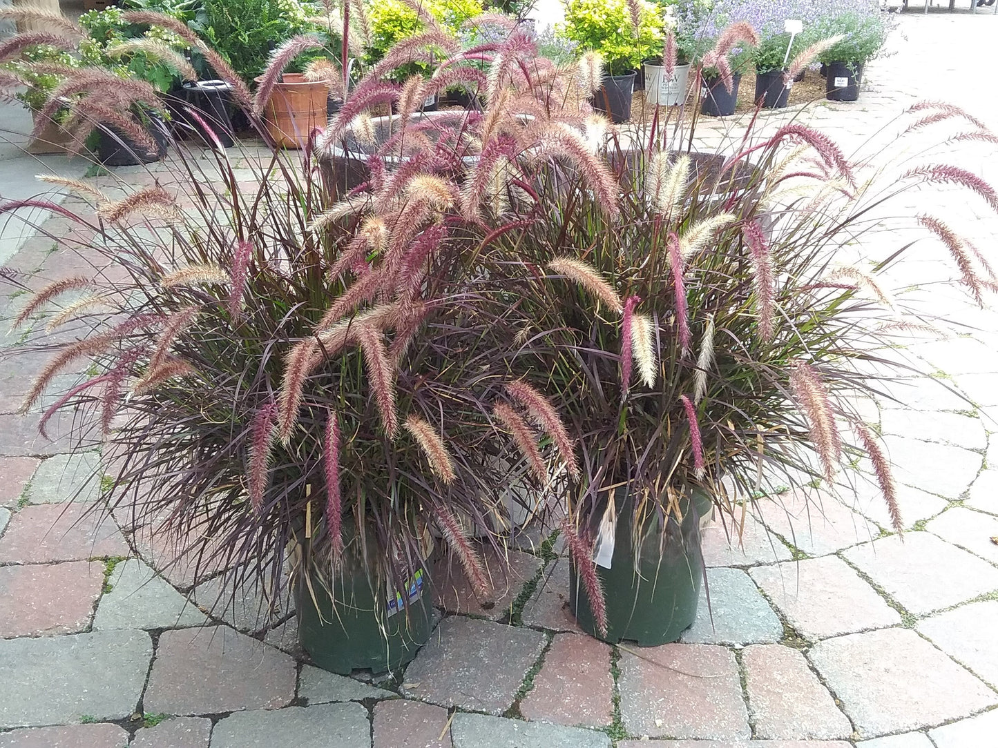 Grass, Purple Fountain 'Rubrum' (Pennisetum)