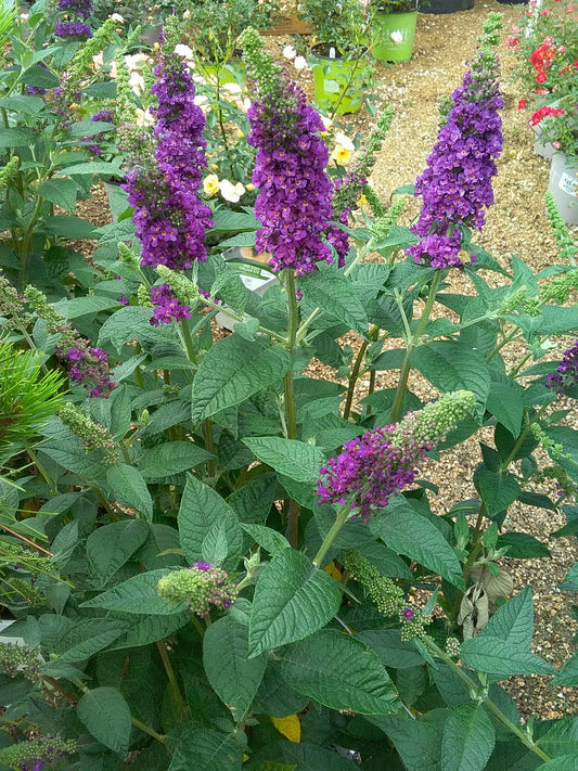 Buddleia 'Miss Violet'