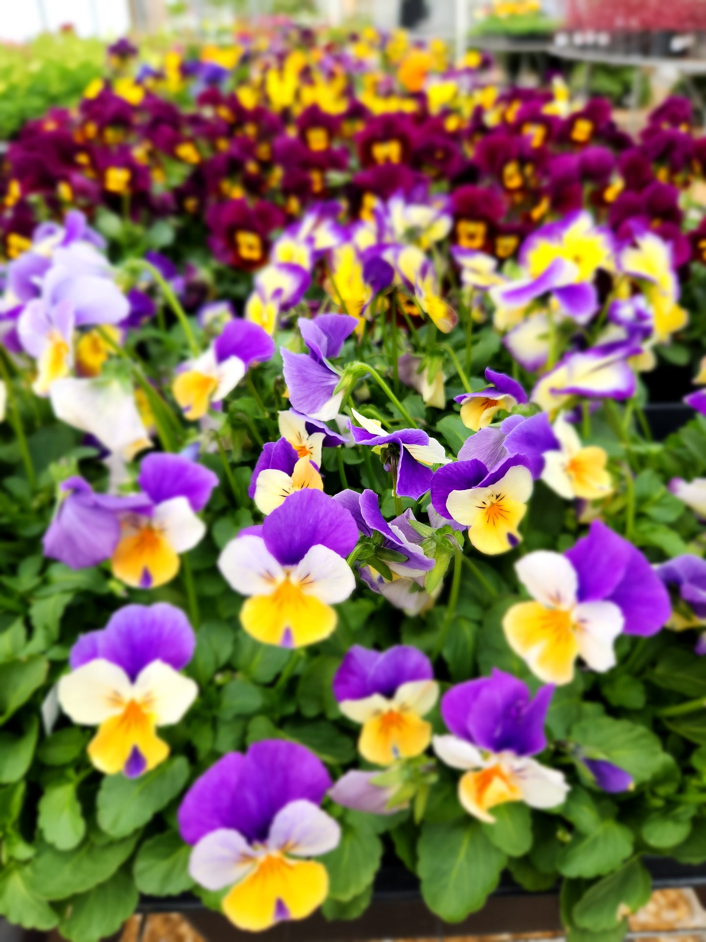 Pansy, Johnny Jump-Ups / Horned Violets (Viola)