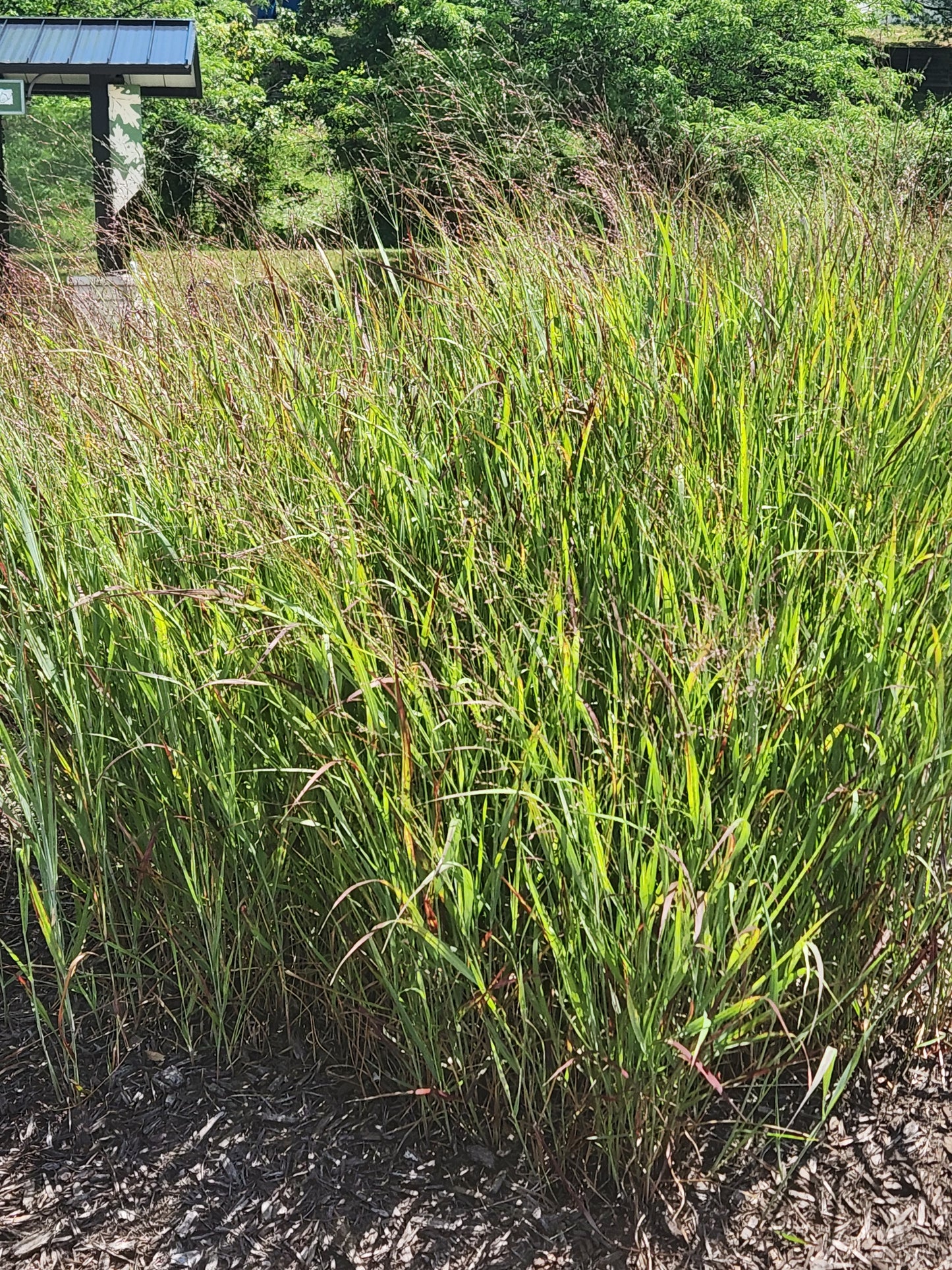 Panicum virgatum 'Shenandoah'