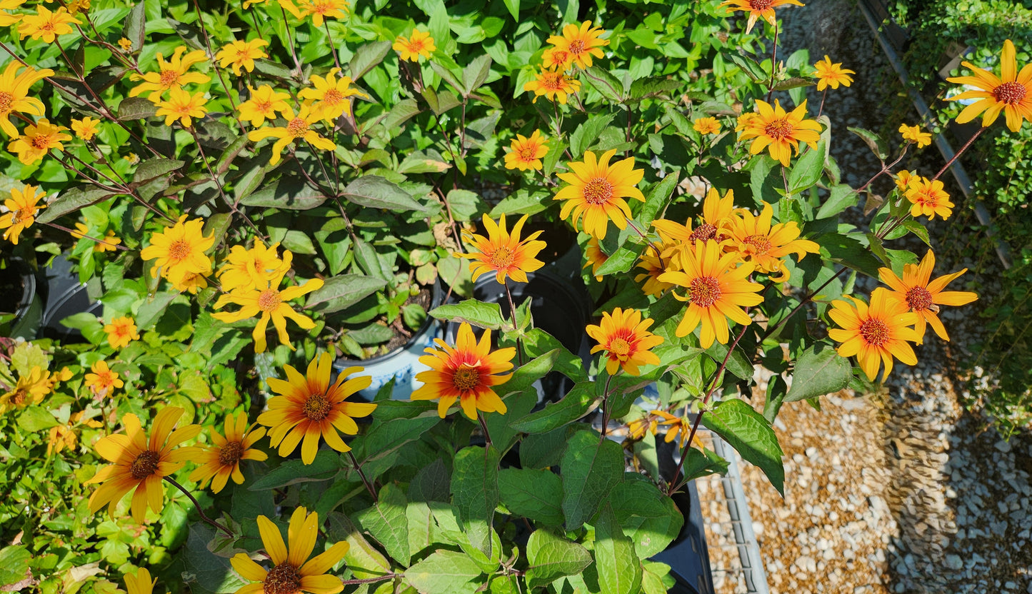 Heliopsis helianthoides v scabra 'Burning Hearts'