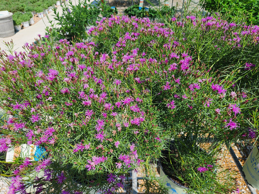 Vernonia lettermanii 'Iron Butterfly'