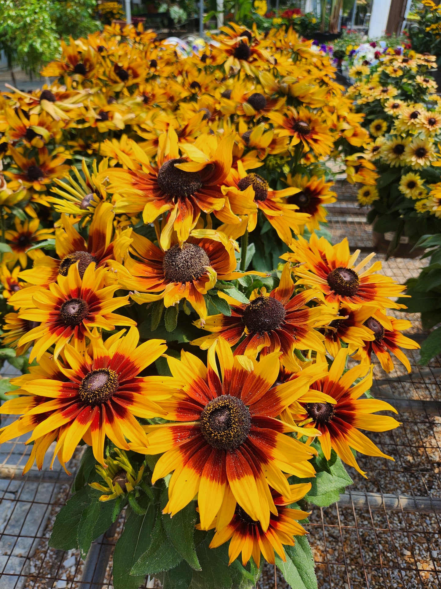 Echibeckia 'Summerina' Variety