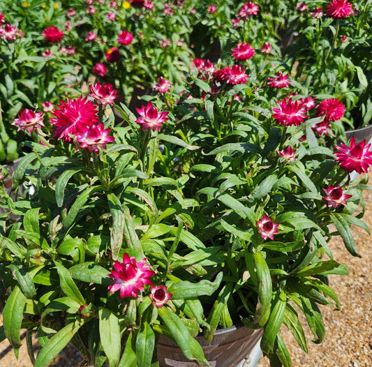 Bracteantha bracteata