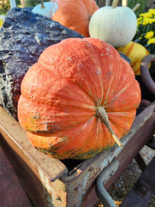 FRESH- Pumpkins