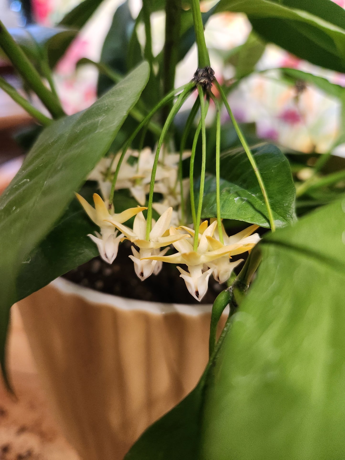 Hoya multiflora 'Shooting Star