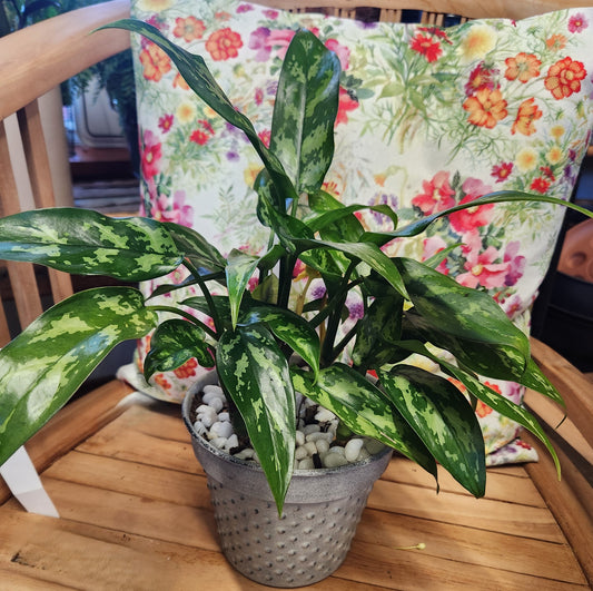 Designer Planting- Aglaonema