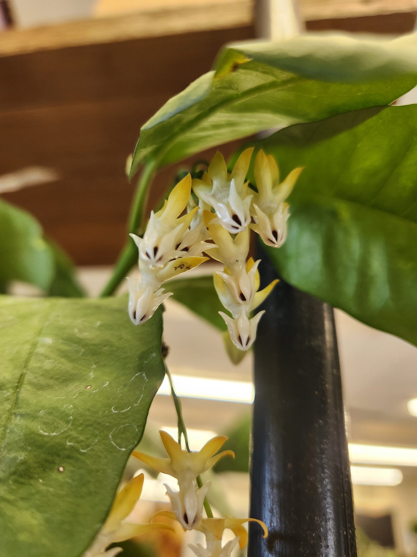 Hoya multiflora 'Shooting Star