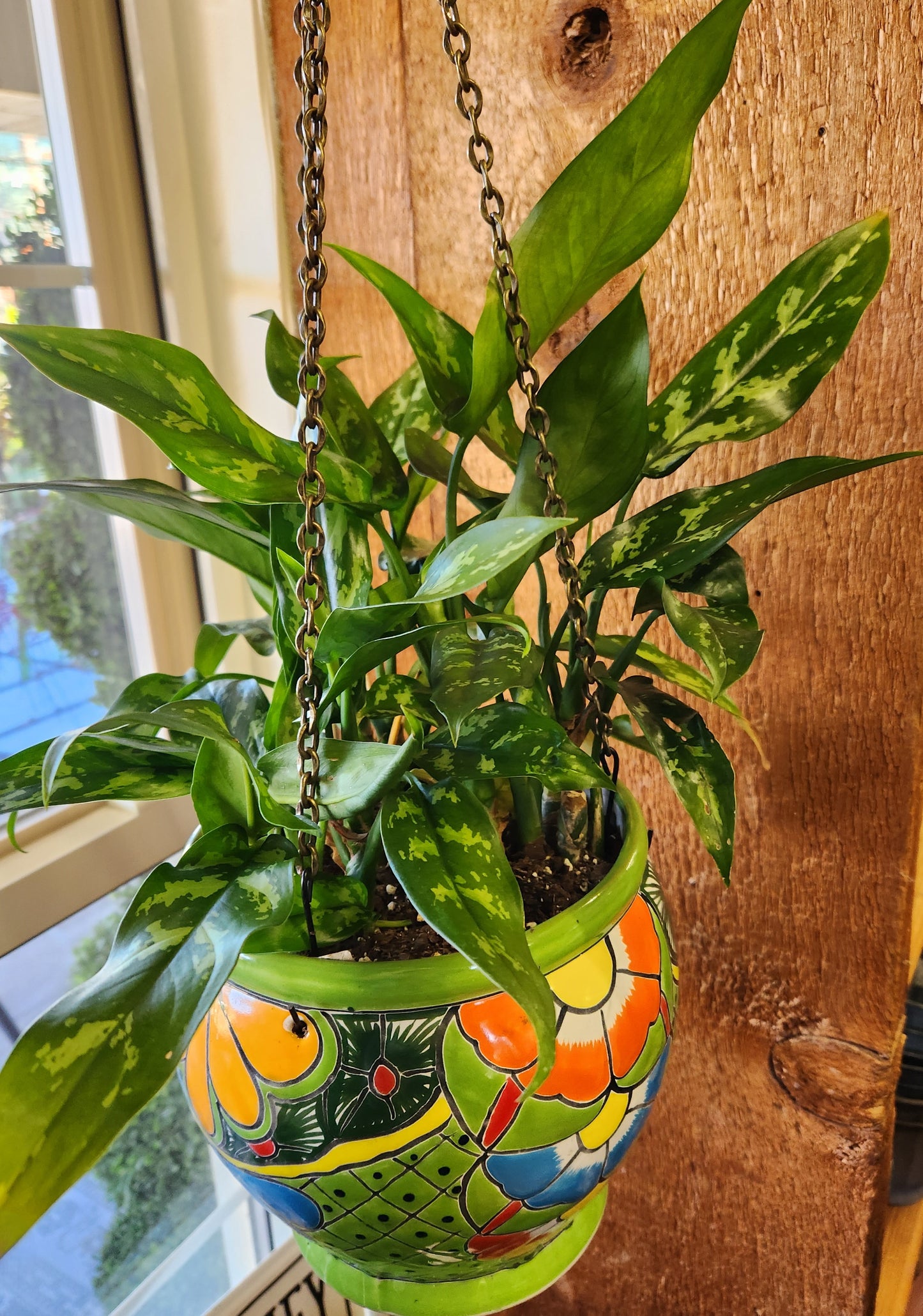 Designer Planting- Aglaonema