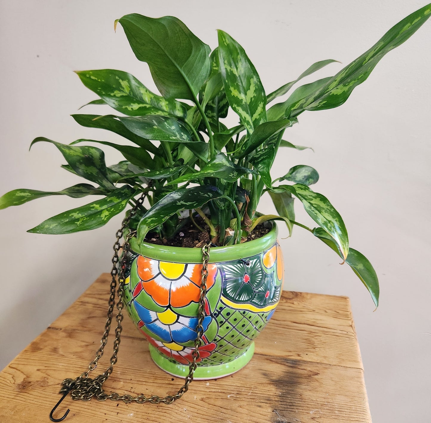 Designer Planting- Aglaonema