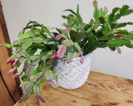 Designer Planting- Xmas Cactus