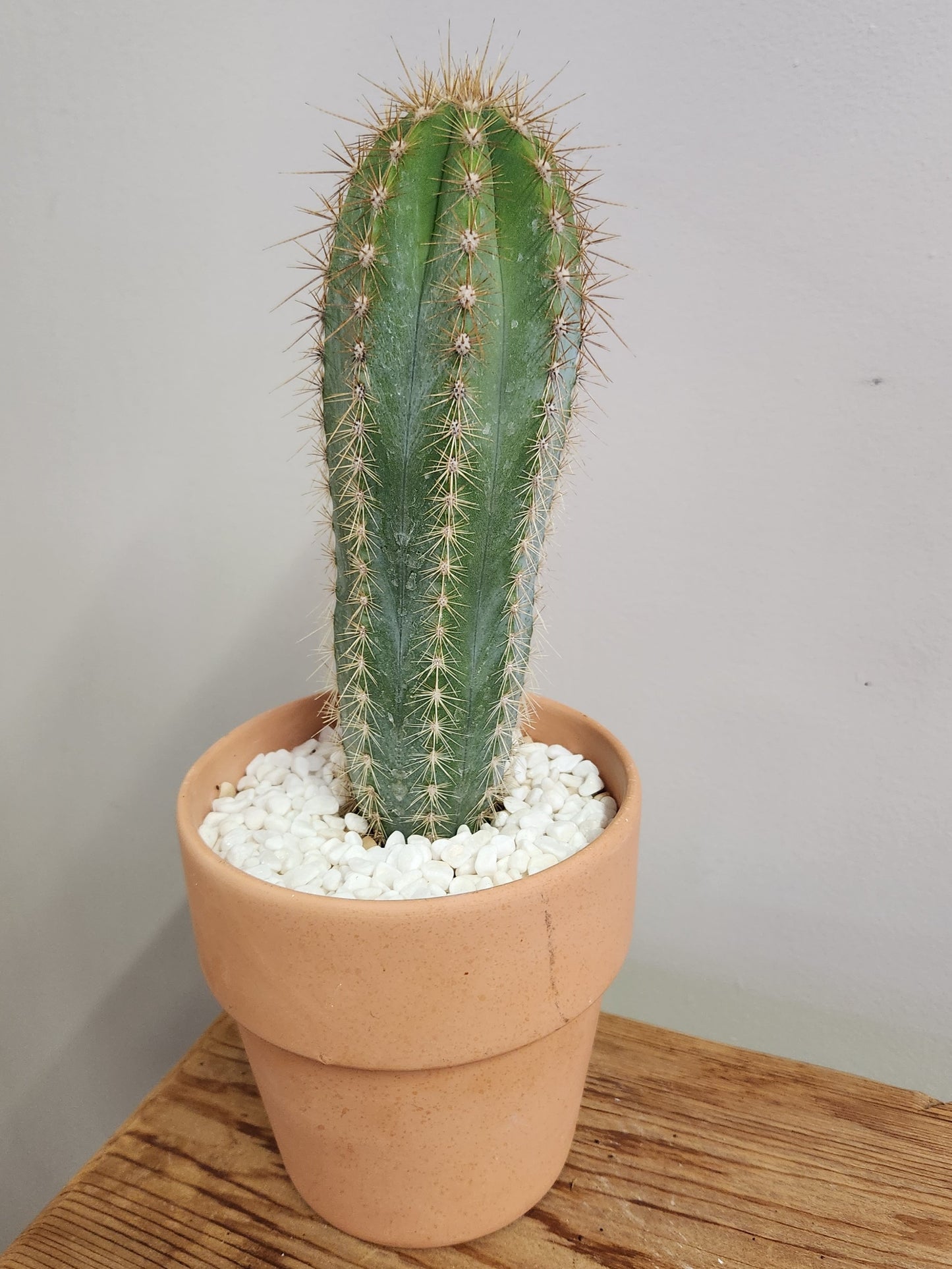 Designer Planting- Catus w/ Terra Cotta Pot