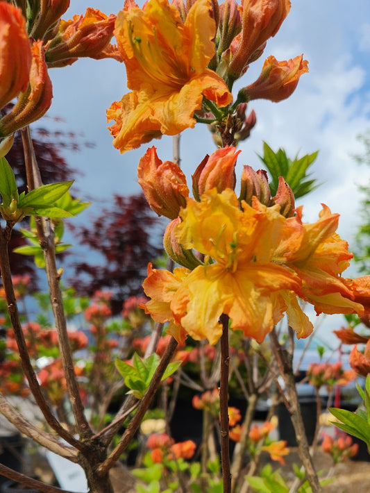 Azalea, Deciduous Exbury 'Gibraltar' (Rhododendron)