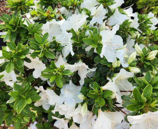 Azalea, Evergreen Girard Hybrid 'Pleasant White' (Rhododendron)