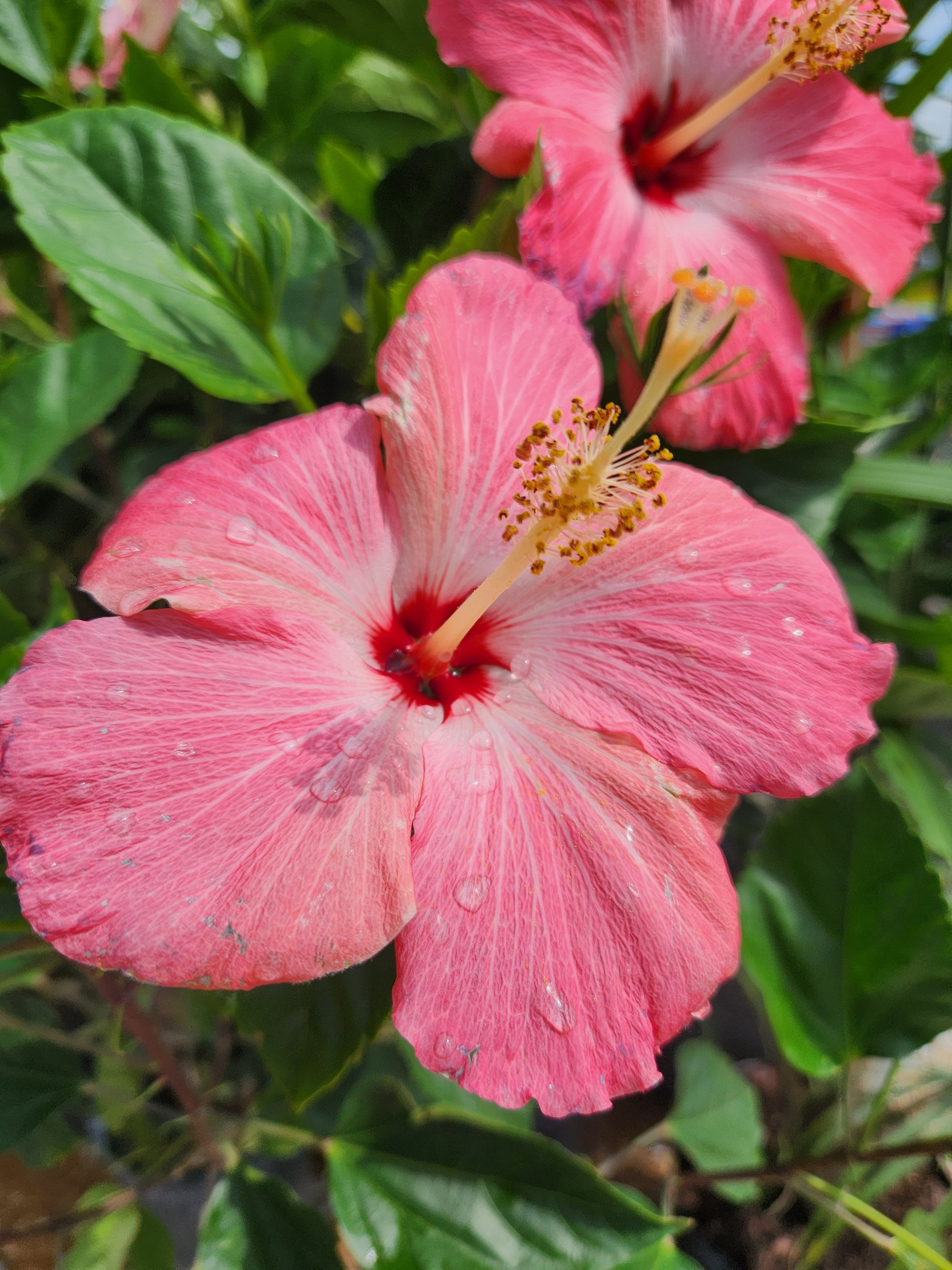 【pink hawaii】 Amazon.com: ID 6315 Pink Hibiscus Flower Patch Hawaii Garden